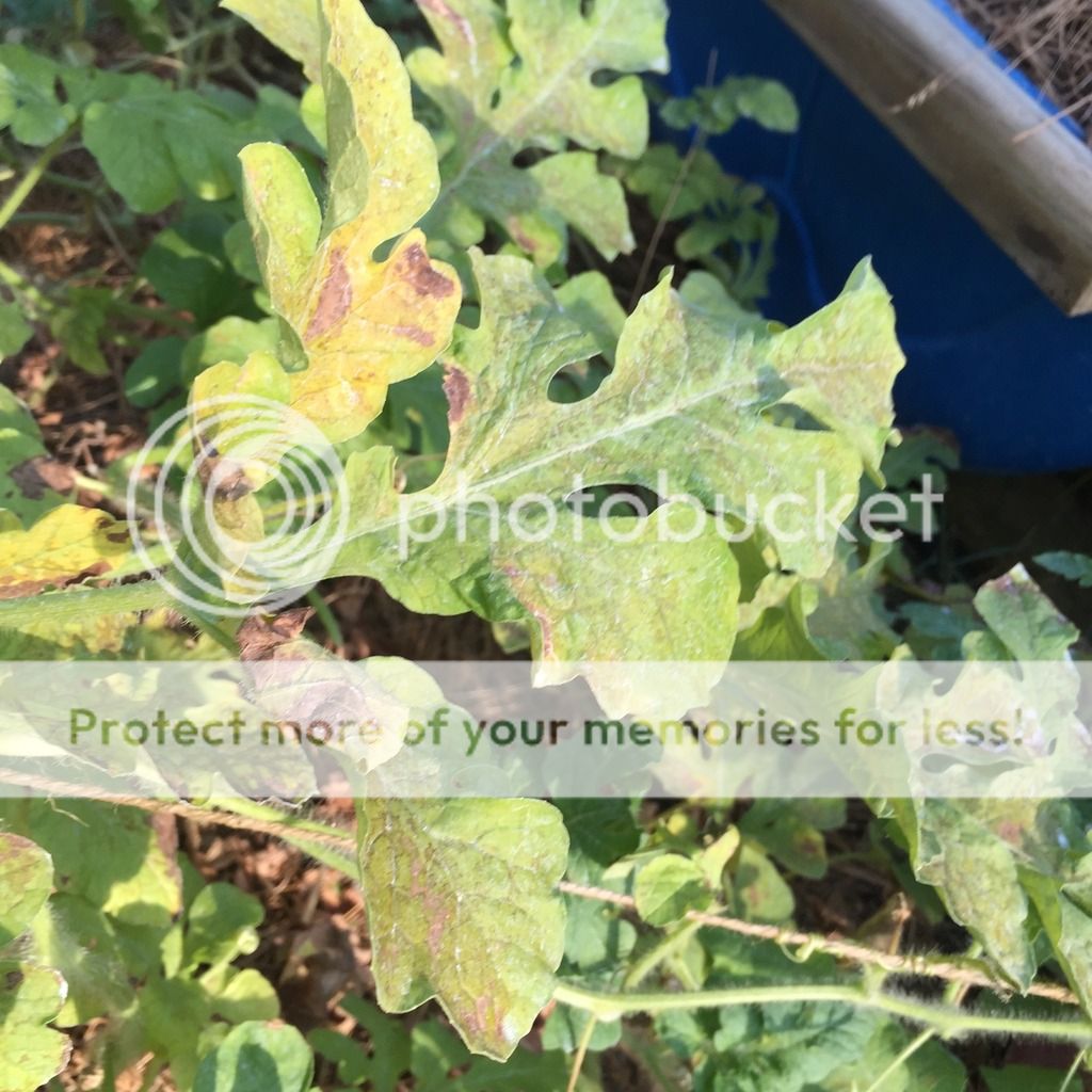 Watermelon plant dying Gardening Forums