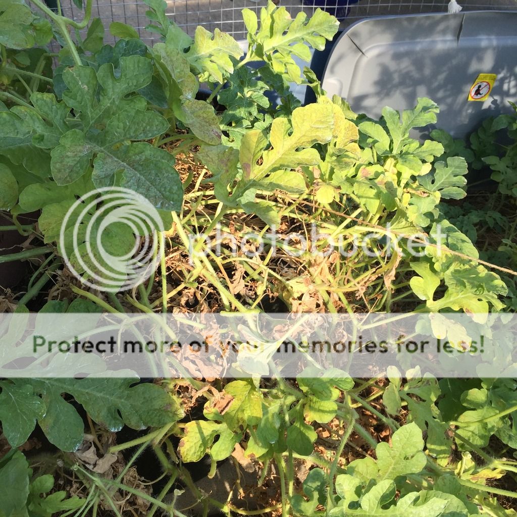 Watermelon plant dying Gardening Forums