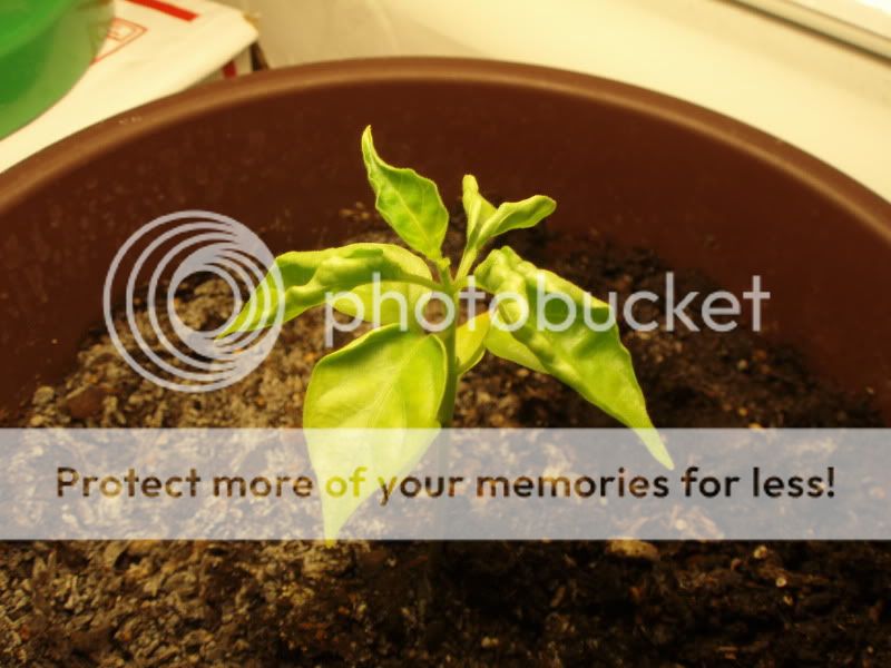 Why is my pepper plant dying(pic included)?NEW pic 121