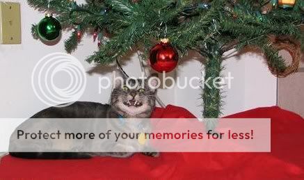 funny christmas photo: Cat Xmas funny-pictures-cat-loves-christmas.jpg