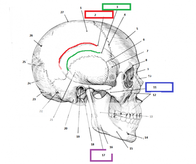 Bony Landmarks of the Lateral Skull Quiz By Gn4rcot1cs