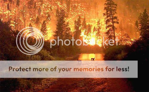 forestfire.jpg picture by sbronte