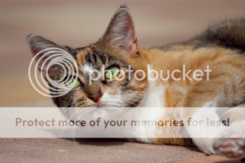 Fotografie