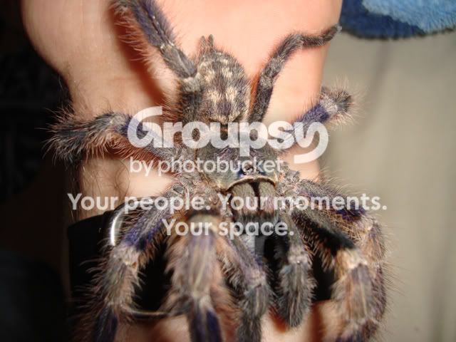 poecilotheria miranda