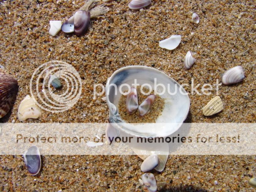 Deniz Kabuu Resimleri